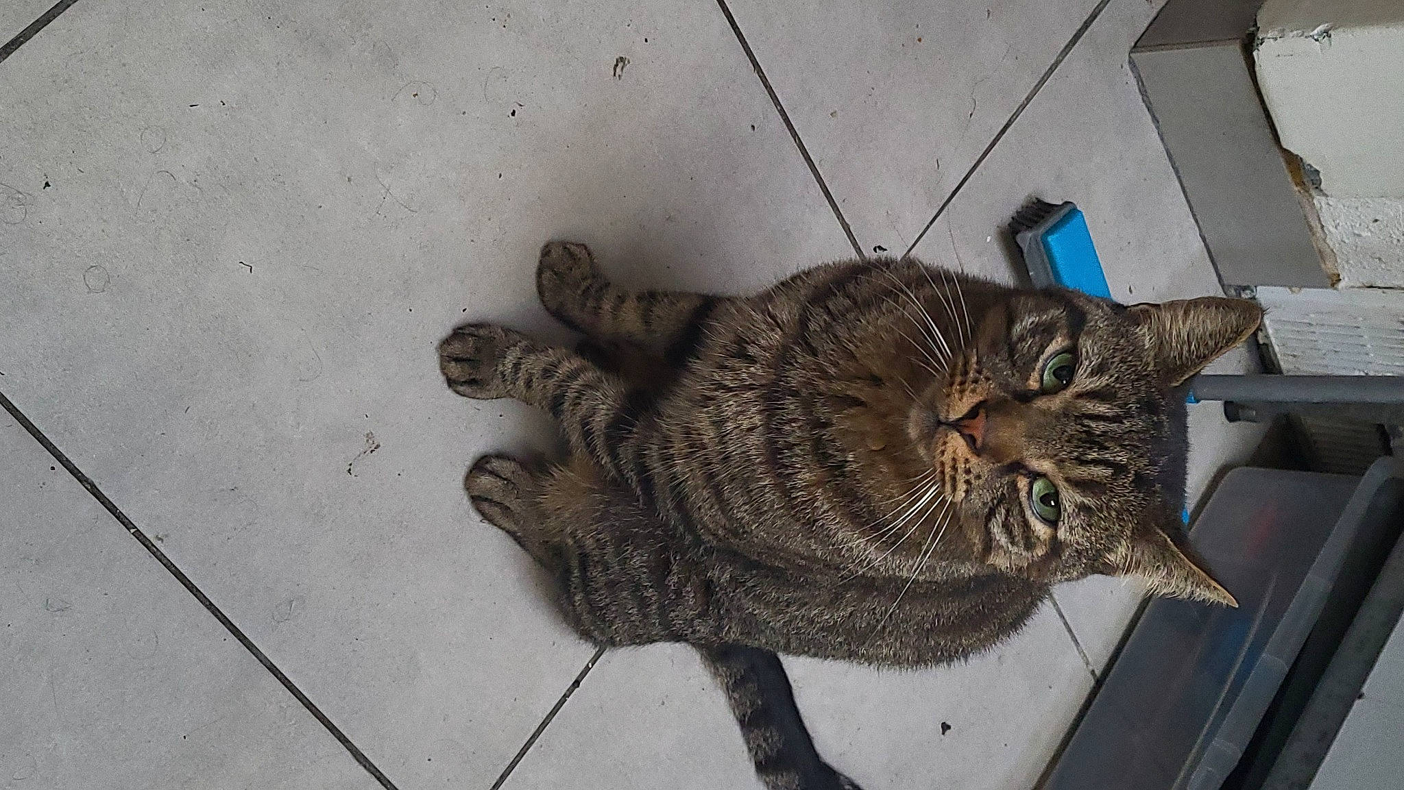 Filou participe au concours pour gagner de l'argent avec cette photo : carnivore, cat, claw, domestic_short_haired_cat, eye, felidae, floor, flooring, fur, metal, paw, small_to_medium_sized_cats, snout, tail, terrestrial_animal, whiskers, wood