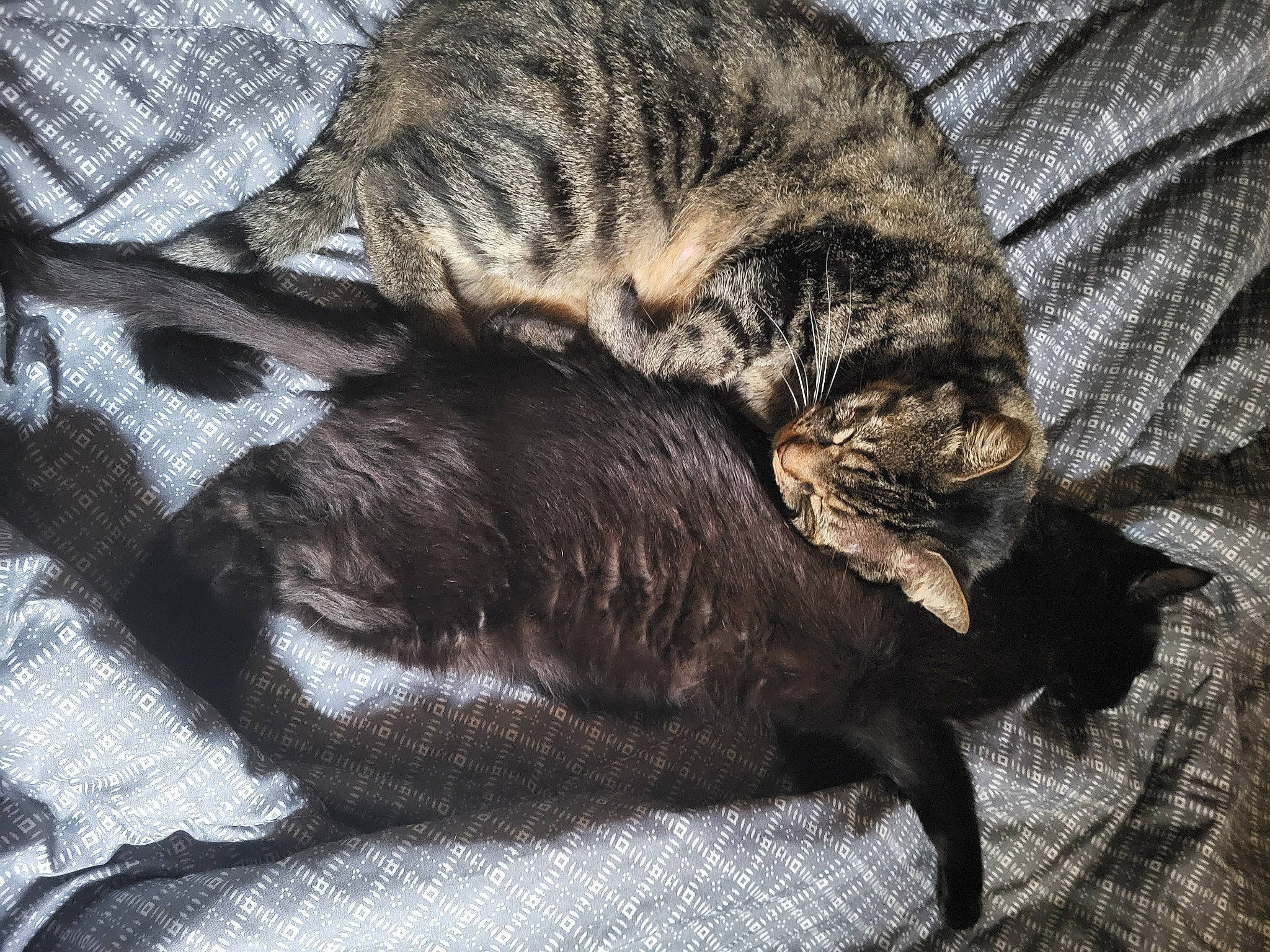 Filou a rejoint le concours — aidez-le/la à gagner de superbes lots ! brown, carnivore, cat, claw, comfort, dog_breed, domestic_short_haired_cat, fawn, felidae, fur, grey, nap, pattern, sleep, small_to_medium_sized_cats, snout, sporting_group, tail, terrestrial_animal, whiskers