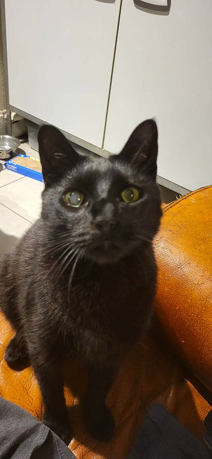 Coquin a rejoint le concours — aidez-le/la à gagner de superbes lots ! black_cat, bombay, carnivore, cat, comfort, domestic_short_haired_cat, felidae, fur, havana_brown, small_to_medium_sized_cats, snout, terrestrial_animal, whiskers