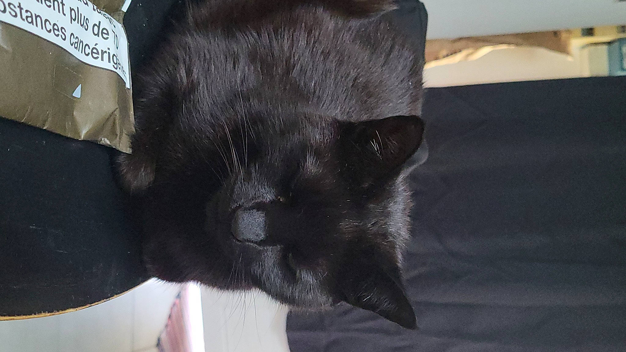 Coquin participe au concours pour gagner de l'argent avec cette photo : black_cat, canidae, carnivore, cat, claw, comfort, dog_breed, domestic_short_haired_cat, fashion_accessory, felidae, fur, grey, hat, personal_protective_equipment, sleeve, small_to_medium_sized_cats, tail, terrestrial_animal, whiskers, working_animal