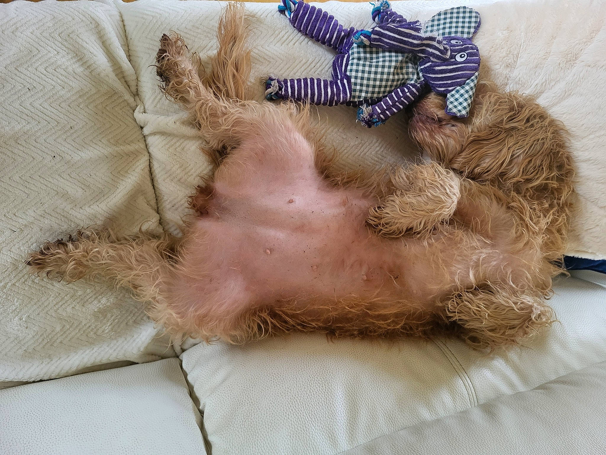 Louna a rejoint le concours — aidez-le/la à gagner de superbes lots ! animal_product, art, comfort, companion_dog, craft, dog_breed, electric_blue, fashion_accessory, fawn, felidae, foot, fur, gunny_sack, natural_material, paw, thread, whiskers, wool, woolen, wrist