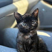 Binx joined the competition — help win amazing prizes! animal, car_interior, cat, closeup, curious, cute, domestic_animal, ears, feline, fur, indoor, kitten, lap, pet, seat, sitting, small, tortoiseshell, whiskers, young