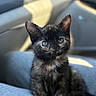 animal, car_interior, cat, closeup, curious, cute, domestic_animal, ears, feline, fur, indoor, kitten, lap, pet, seat, sitting, small, tortoiseshell, whiskers, young