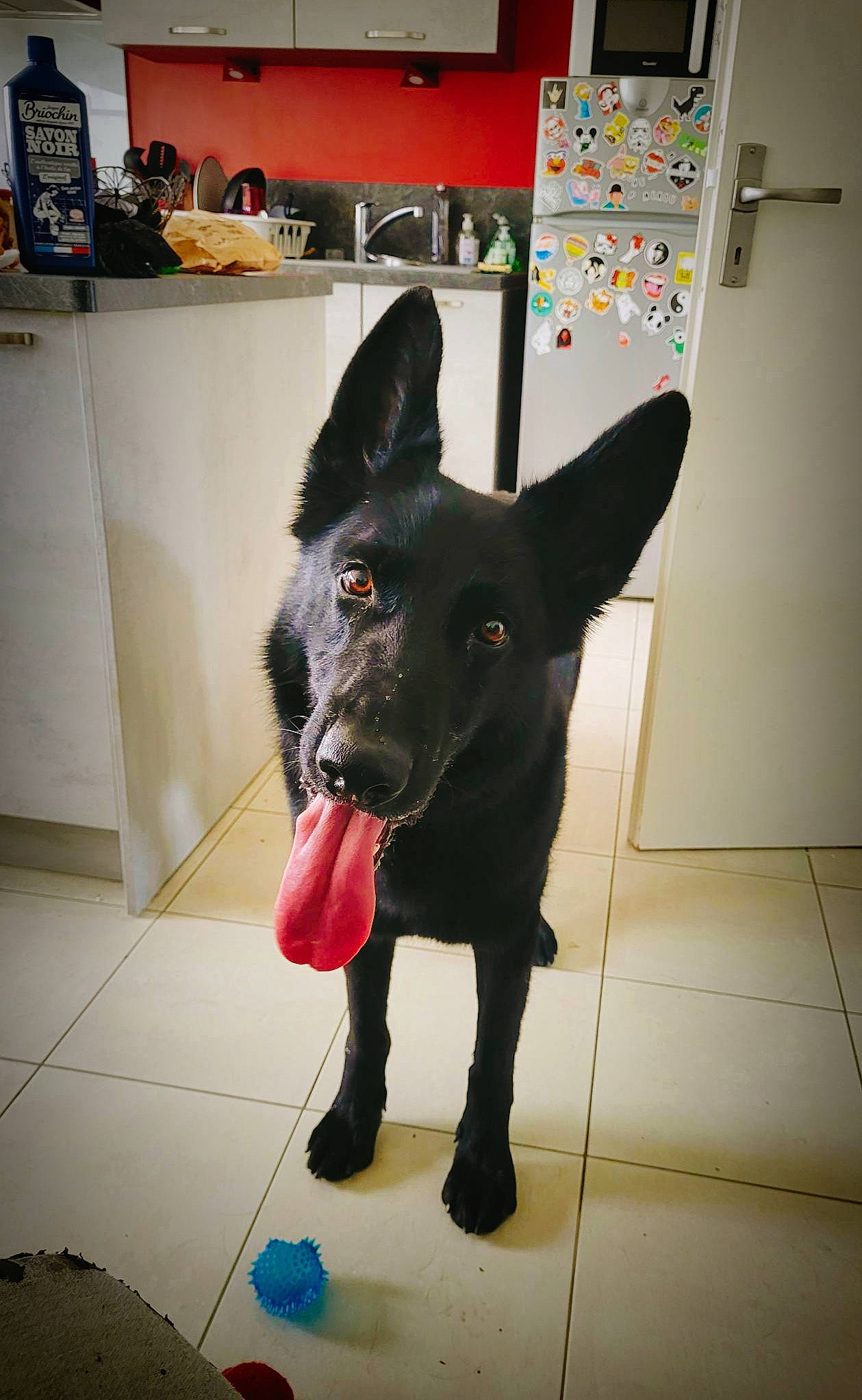 Omer a rejoint le concours — aidez-le/la à gagner de superbes lots ! canidae, carnivore, companion_dog, dog, dog_breed, dog_supply, floor, flooring, foot, fur, guard_dog, non_sporting_group, snout, sporting_group, tail, working_animal, working_dog