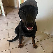 Ulko a rejoint le concours — aidez-le/la à gagner de superbes lots ! black_dog, brown_paws, canine, cap, companion, dog, domestic_animal, ears, fur, headwear, indoor, looking_up, mouth_open, pet, playful, sitting, smiling, tail, teeth, tile_floor