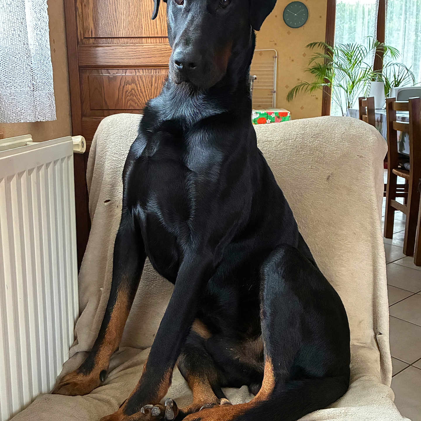 Ulko a rejoint le concours — aidez-le/la à gagner de superbes lots ! dog, doberman, black_dog, tan_markings, indoor, chair, furniture, radiator, curtain, wooden_door, clock, plant, dining_table, tile_floor, pet, canine, sitting, calm, home, domestic