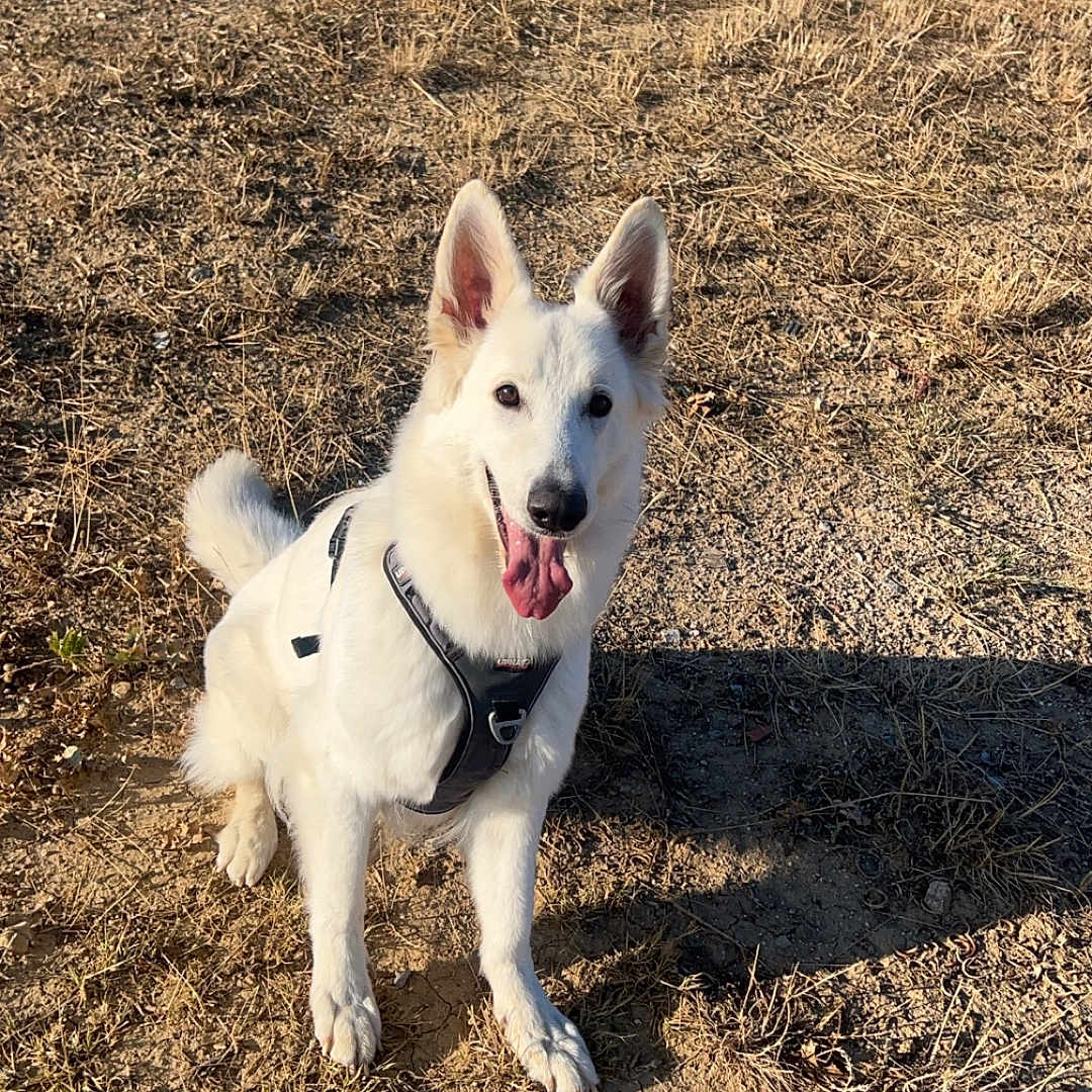 Malia participe au concours pour gagner de l'argent avec cette photo : accessories, animal, ball, canine, dog, eskimodog, football, grass, husky, leash, nature, outdoors, pet, plant, puppy, rock, soil, strap, vegetation, whitedog