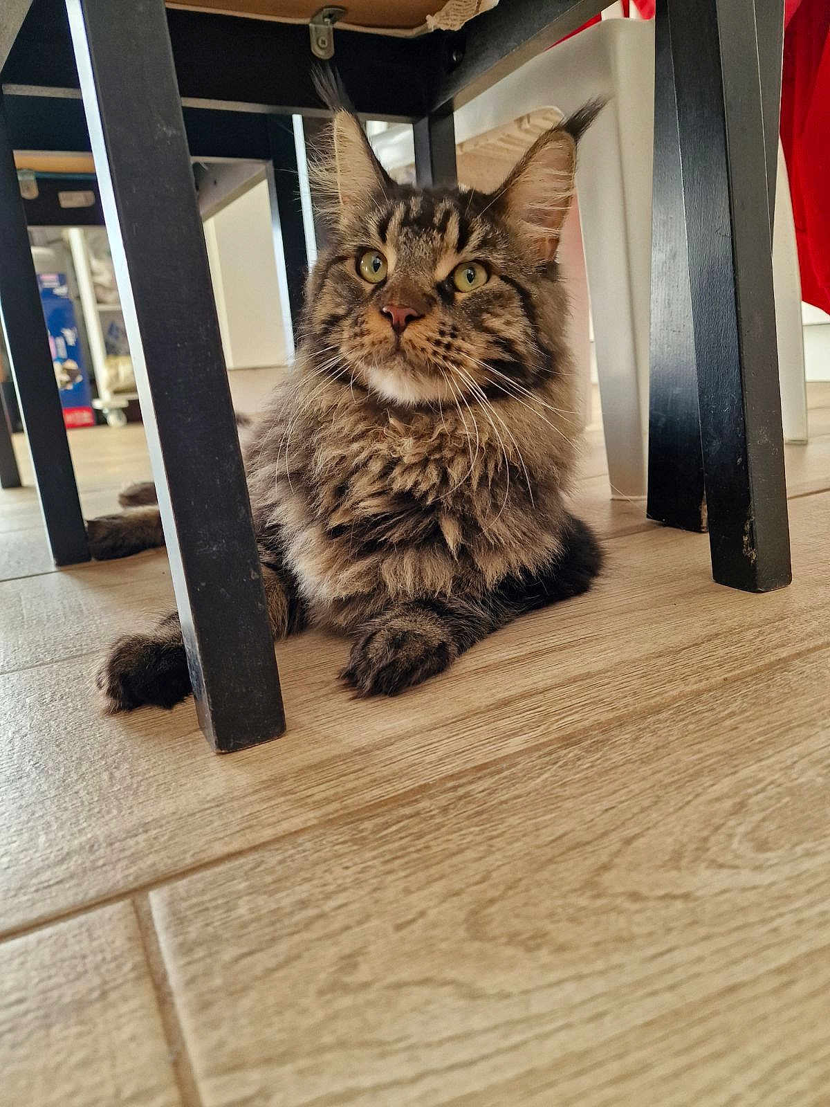 Hooper a rejoint le concours — aidez-le/la à gagner de superbes lots ! cat, tabby, fluffy, indoor, wooden_floor, chair, pet, animal, feline, resting, curious, whiskers, ears, paws, domestic_cat, close_up, looking_up, home, fur, relaxed
