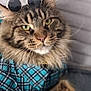 Hooper participe au concours pour gagner de l'argent avec cette photo : cat, fluffy, plaid_shirt, ears_accessory, green_eyes, whiskers, pet, feline, closeup, portrait, soft_texture, indoor, domestic_animal, fur, muzzle, paw, cute, animal, relaxed, resting
