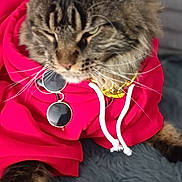 Hooper a rejoint le concours — aidez-le/la à gagner de superbes lots ! cat, tabby, hoodie, red_clothing, sunglasses, pet, furry, relaxed, indoor, animal, whiskers, ears, paws, fur, sleepy, cute, cozy, accessory, laying, soft_rug