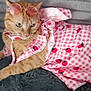 Lyra a rejoint le concours — aidez-le/la à gagner de superbes lots ! cat, orange_tabby, pet, animal, pink_dress, strawberry_pattern, sunglasses, fashion, cute, indoor, blanket, relaxed, fur, whiskers, ears, tail, costume, accessory, portrait, resting