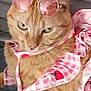 Lyra participe au concours pour gagner de l'argent avec cette photo : cat, ginger_cat, sunglasses, pink, checkered, outfit, strawberry_print, pet, feline, cute, animal, indoor, closeup, fashion, accessory, whiskers, fur, relaxed, portrait, soft_background