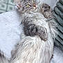 Vahiné participe au concours pour gagner de l'argent avec cette photo : cat, fluffy, gray, white, towel, relaxed, indoor, pet, feline, long_hair, resting, cozy, blanket, floor, pattern, paws, whiskers, ears, green_eyes, portrait