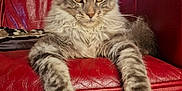 Vahiné participe au concours pour gagner de l'argent avec cette photo : cat, tabby, fluffy, gray_cat, pet, feline, indoor, couch, red_leather, relaxed, stretching, paws, animal, fur, whiskers, ears, face, window, fence, home