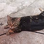cat, tabby_cat, orange_cat, concrete, outdoor, animal, pet, lying_down, curious, fur, whiskers, cable, cracked_ground, two_cats, closeup, daylight, blurred_background, resting, looking_at_camera, domestic_animal