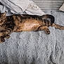cat, tabby, feline, pet, lying_down, fluffy_blanket, pillow, cozy, indoor, resting, striped, animal, cute, domestic_animal, fur, whiskers, relaxed, soft_texture, home, comfort
