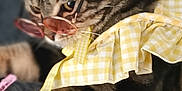 Rubis a rejoint le concours — aidez-le/la à gagner de superbes lots ! cat, tabby_cat, glasses, sunglasses, yellow_dress, gingham_pattern, pet, feline, cute, animal, indoor, soft_texture, fur, whiskers, relaxed, fashion, accessory, portrait, close_up, resting