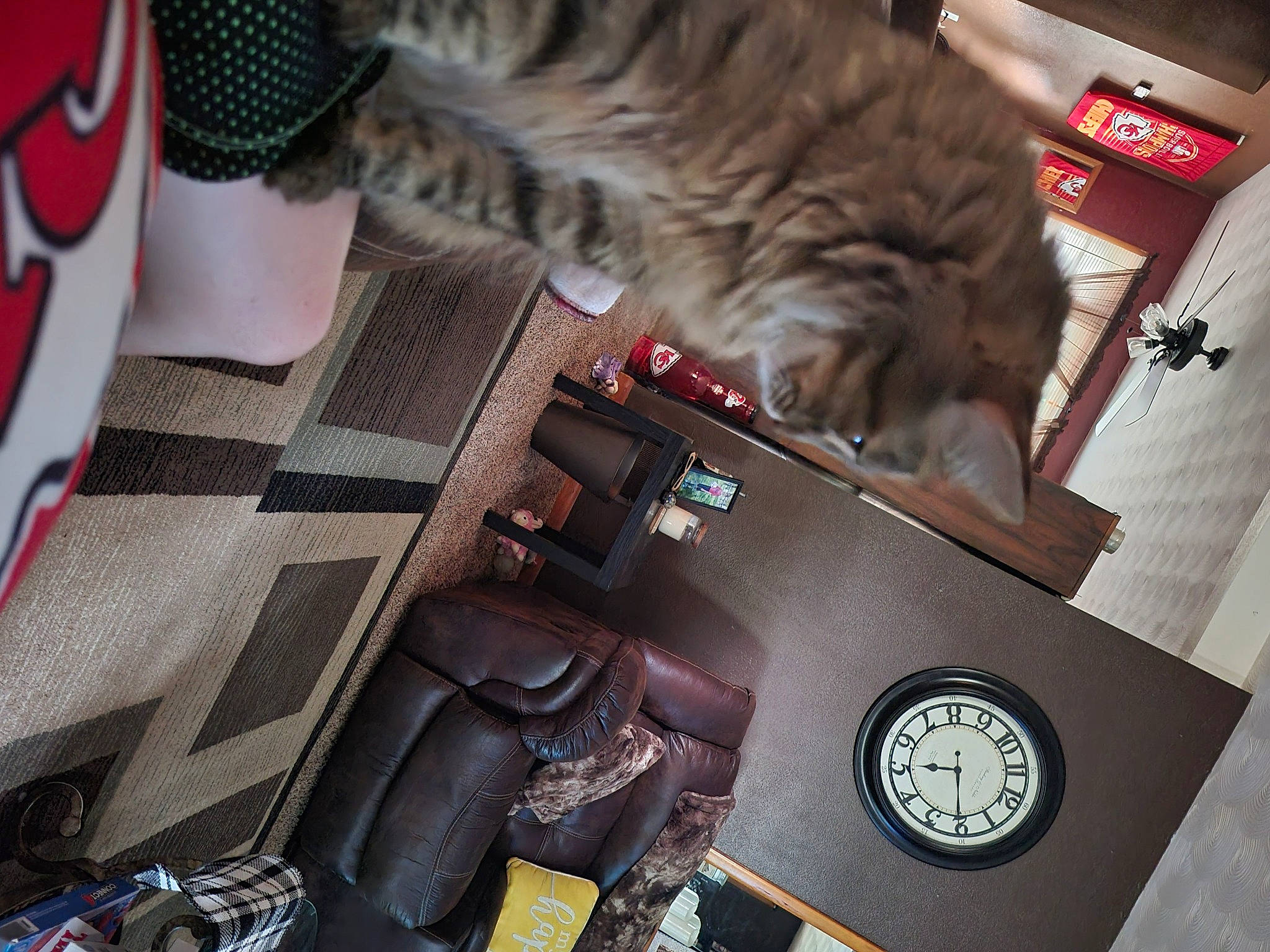 Moose joined the competition — help win amazing prizes! audio_equipment, auto_part, box, cameras_optics, carmine, carnivore, cat, computer_hardware, digital_camera, domestic_short_haired_cat, felidae, fur, gadget, machine, reflex_camera, single_lens_reflex_camera, small_to_medium_sized_cats, steering_wheel, tail, whiskers