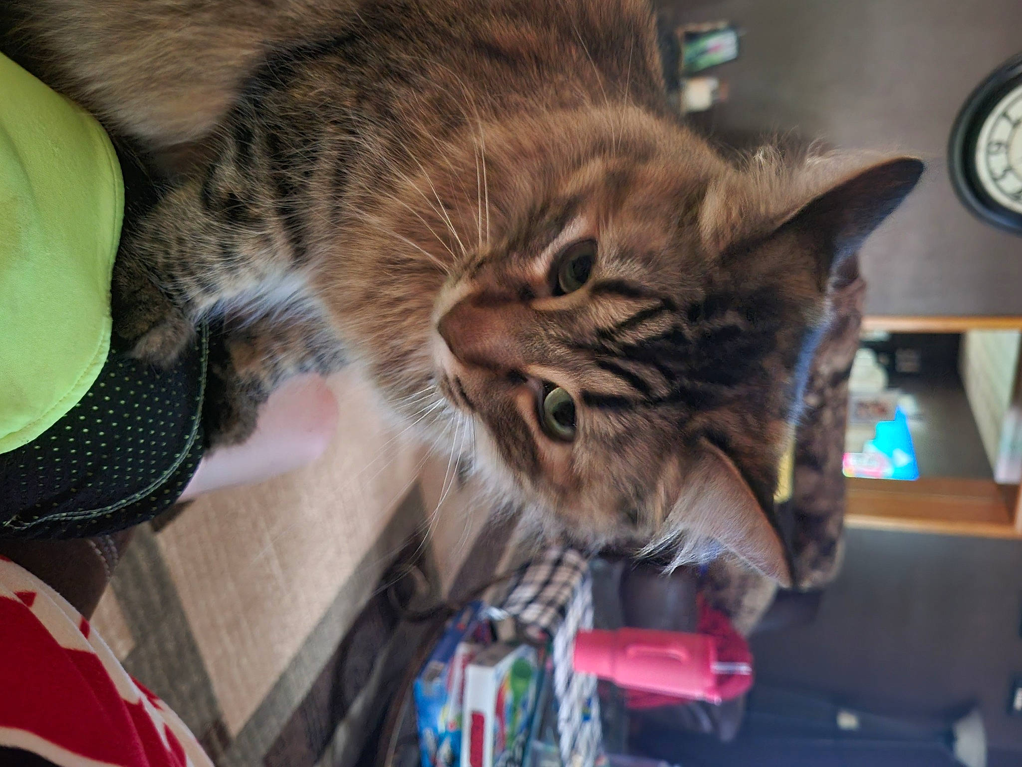 Moose is registered to the contest to win money with this photo: carnivore, cat, claw, comfort, domestic_short_haired_cat, ear, eyewear, fang, felidae, fur, jaw, mammal, paw, small_to_medium_sized_cats, snout, tail, terrestrial_animal, whiskers