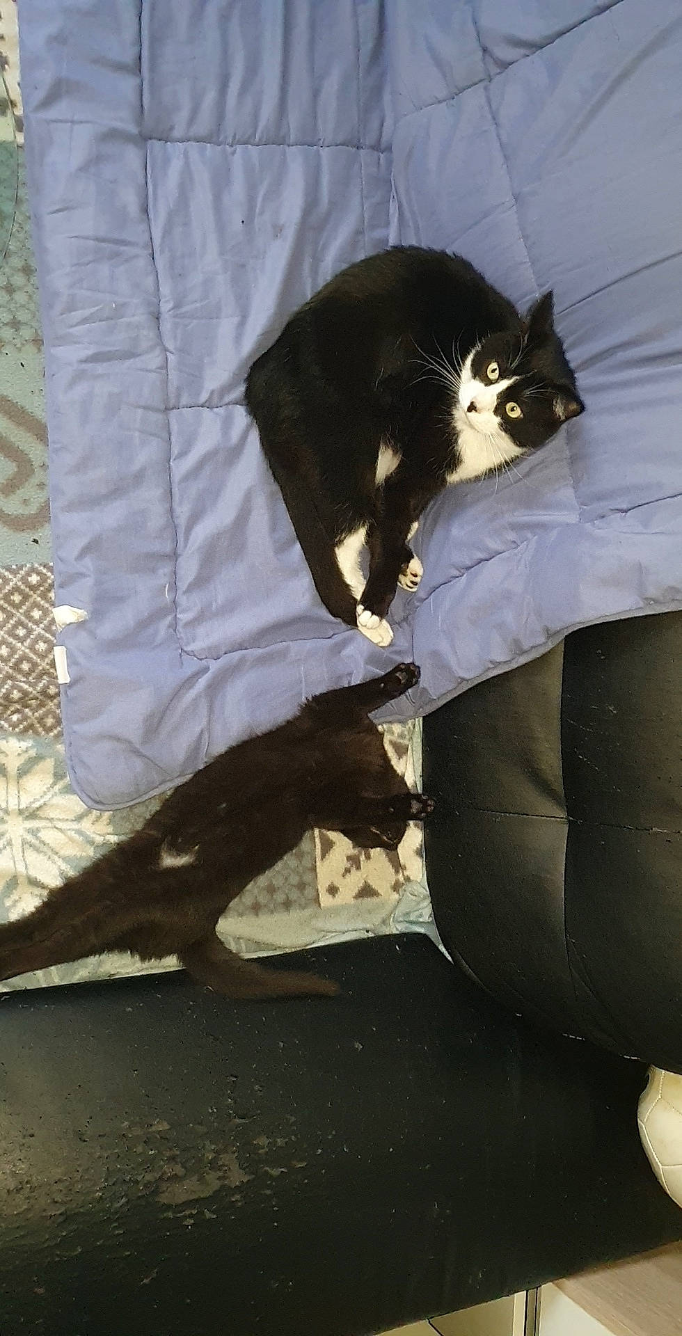 Rio Et Ninja participe au concours pour gagner de l'argent avec cette photo : black_cat, carnivore, cat, felidae, leg, small_to_medium_sized_cats, tail, whiskers