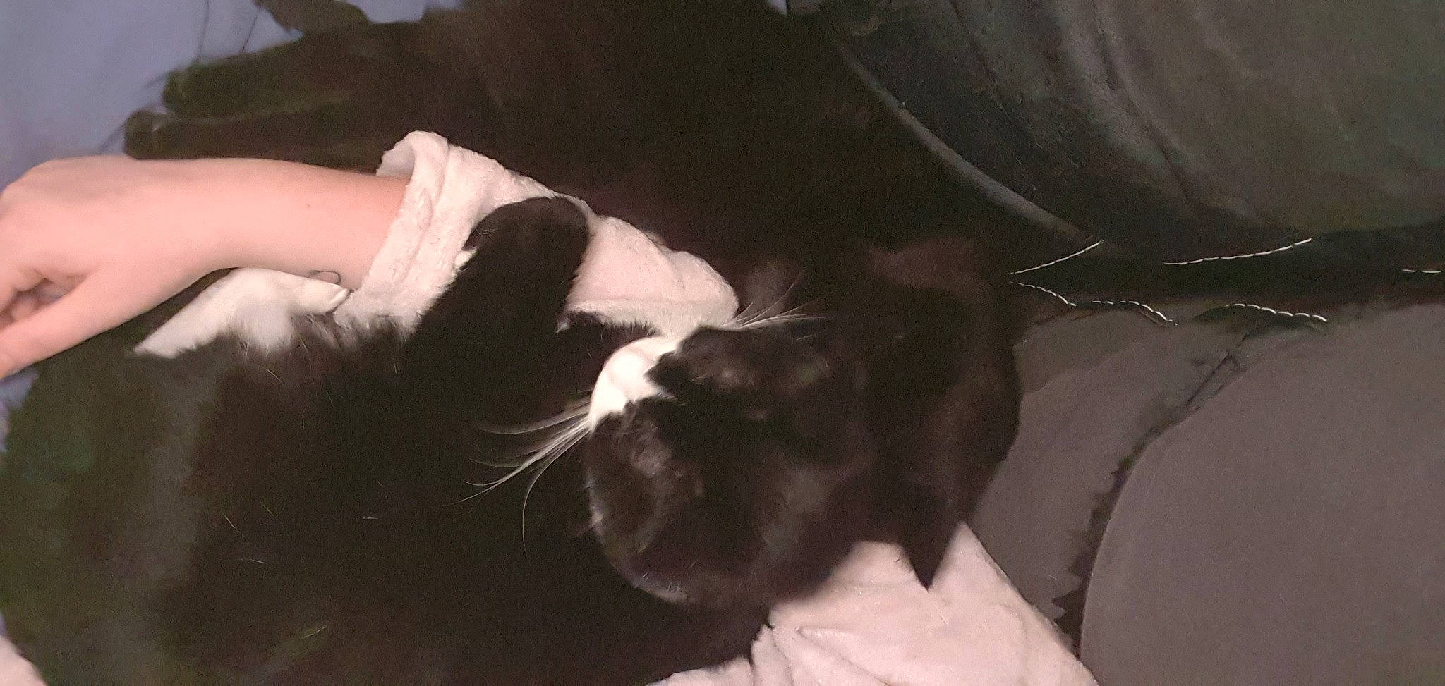 Rio Et Ninja a rejoint le concours — aidez-le/la à gagner de superbes lots ! canidae, carnivore, comfort, companion_dog, dog, dog_breed, leather, non_sporting_group, sleep, working_animal, working_dog