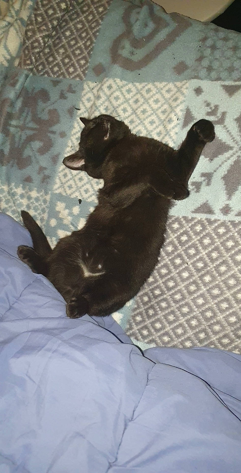 Rio Et Ninja participe au concours pour gagner de l'argent avec cette photo : canidae, carnivore, dog, dog_breed, sporting_group, tail