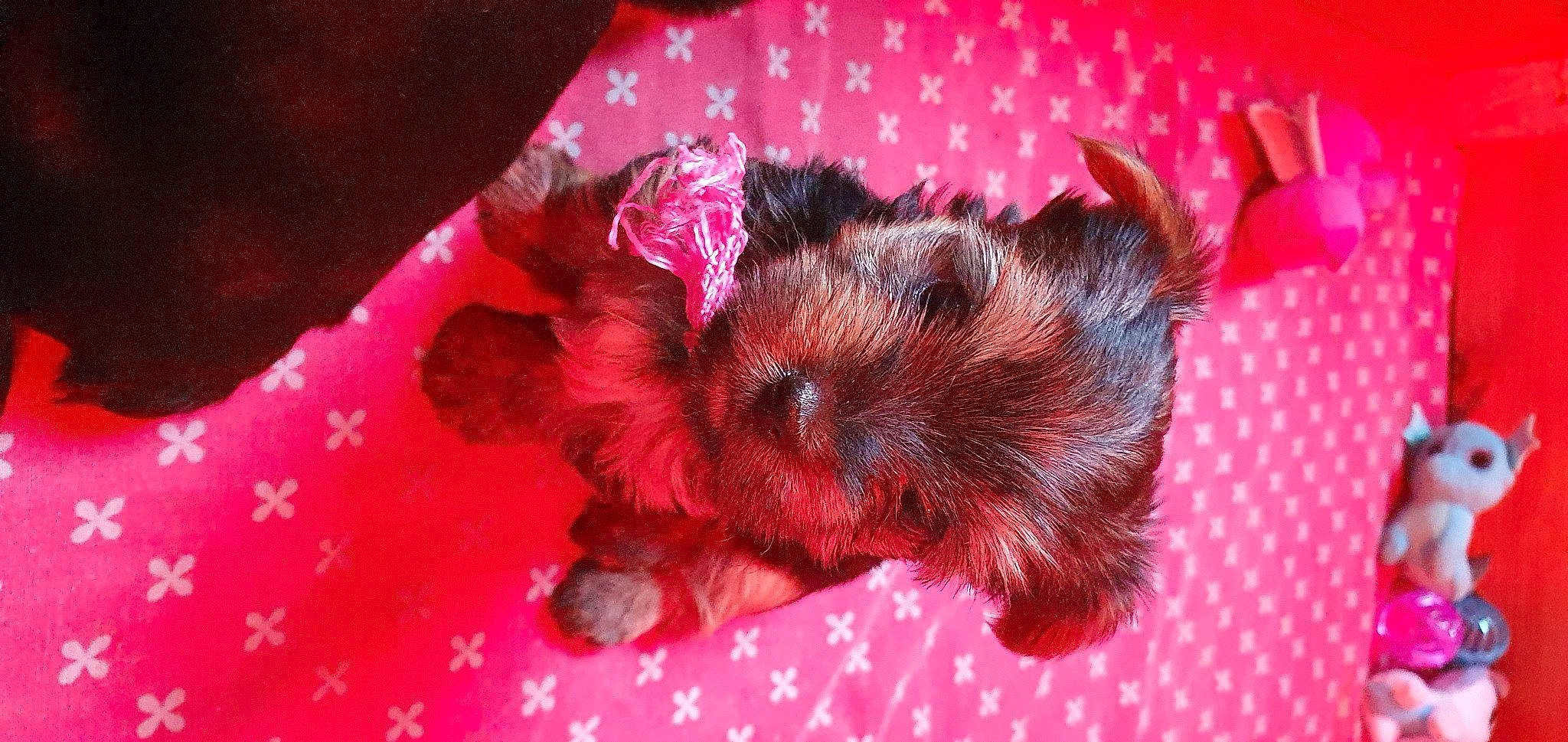 Ruby a rejoint le concours — aidez-le/la à gagner de superbes lots ! canidae, carnivore, companion_dog, dog, dog_breed, dog_supply, fur, linens, non_sporting_group, pet_supply, pink, puppy, small_terrier, snout, toy_dog, working_animal, working_dog