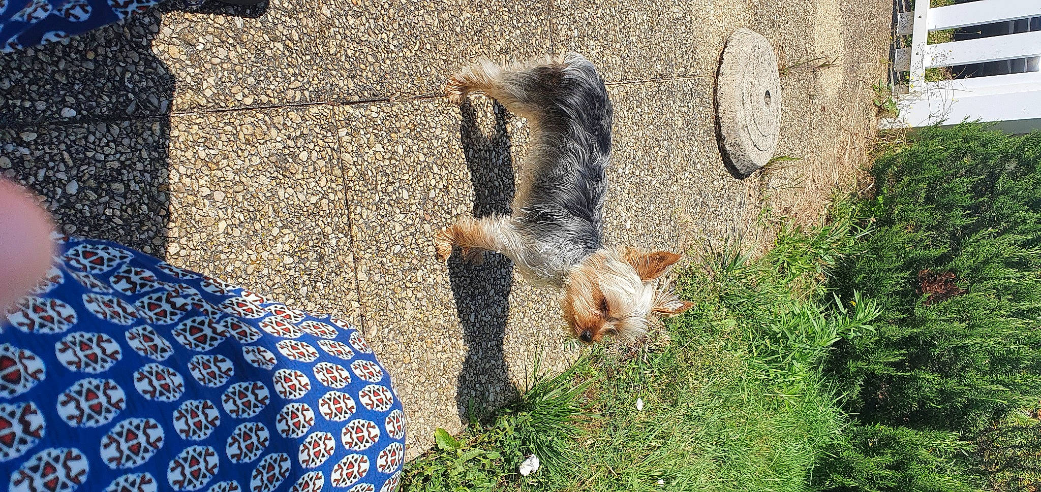 Ruby a rejoint le concours — aidez-le/la à gagner de superbes lots ! canidae, carnivore, companion_dog, dog_breed, fawn, felidae, flooring, foot, fur, grass, plant, road_surface, rodent, small_to_medium_sized_cats, soil, sporting_group, squirrel, tail, terrestrial_animal, terrier