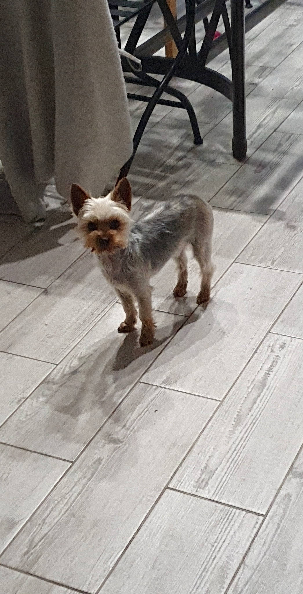 Ruby participe au concours pour gagner de l'argent avec cette photo : canidae, carnivore, chihuahua, companion_dog, dog, dog_breed, fawn, felidae, floor, flooring, fur, road_surface, small_terrier, snout, tail, terrier, toy_dog, whiskers, wood, working_animal