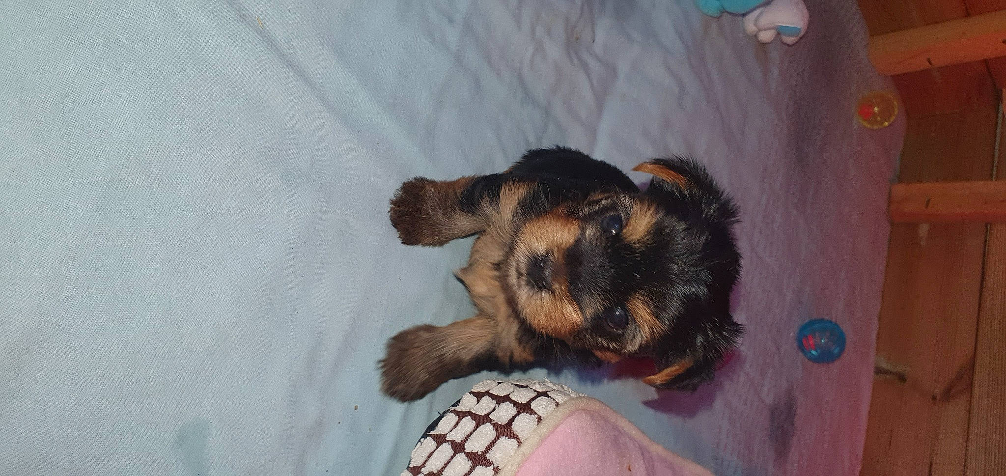 Ruby participe au concours pour gagner de l'argent avec cette photo : canidae, carnivore, dog, dog_breed, foot, fur, paw, toe, working_dog