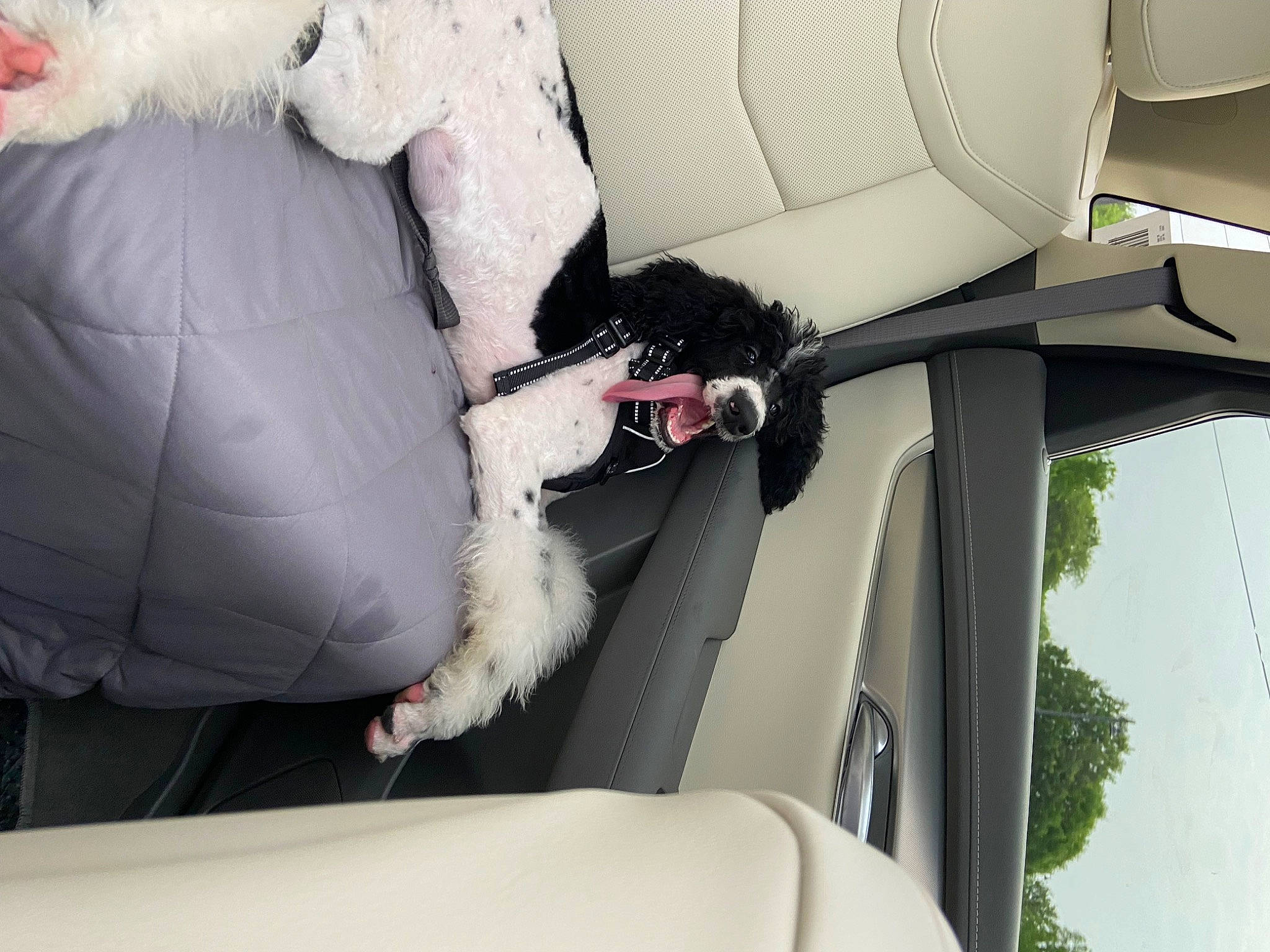 Zorro joined the competition — help win amazing prizes! auto_part, automotive_design, automotive_exterior, automotive_window_part, car, car_seat, car_seat_cover, carnivore, dog, family_car, fur, hood, luxury_vehicle, mode_of_transport, motor_vehicle, tree, vehicle, vehicle_door, window, windshield