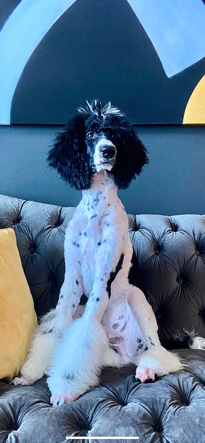Zorro joined the competition — help win amazing prizes! canidae, carnivore, comfort, companion_dog, couch, dog, dog_breed, dog_collar, dog_supply, fur, non_sporting_group, pet_supply, poodle, sporting_group, tail, toy_dog, water_dog, white, winter, working_dog