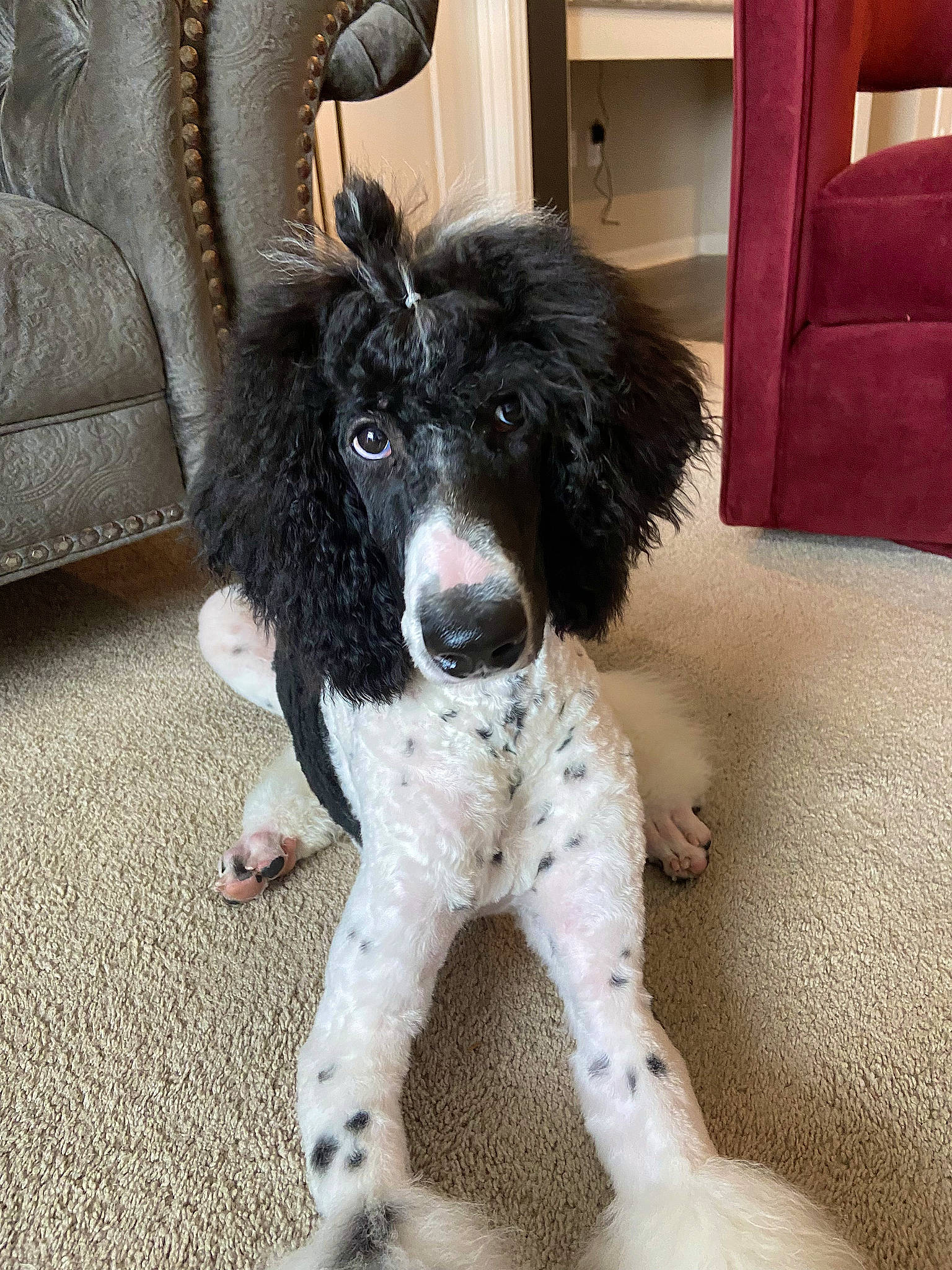 Zorro is registered to the contest to win money with this photo: canidae, carnivore, chair, collar, companion_dog, couch, dog, dog_breed, flooring, foot, fur, gun_dog, non_sporting_group, snout, spaniel, sporting_group, tail, toy_dog, working_animal, working_dog