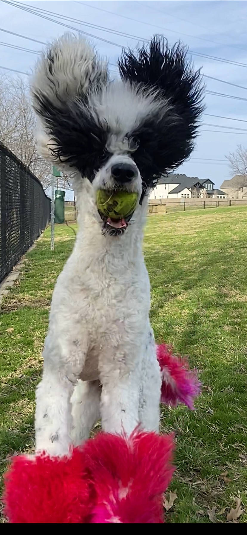 Cruella joined the competition — help win amazing prizes! carnivore, companion_dog, dog, dog_breed, fence, fur, grass, green, magenta, non_sporting_group, plant, poodle, sky, snout, sporting_group, tail, terrier, toy_dog, tree, water_dog