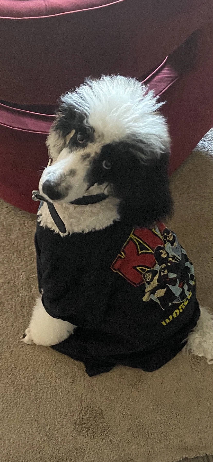 Cruella joined the competition — help win amazing prizes! ancient_dog_breeds, canidae, carnivore, companion_dog, dog, dog_breed, dog_clothes, dog_supply, fang, fur, german_spitz, non_sporting_group, pet_supply, puppy, snout, sporting_group, toy_dog