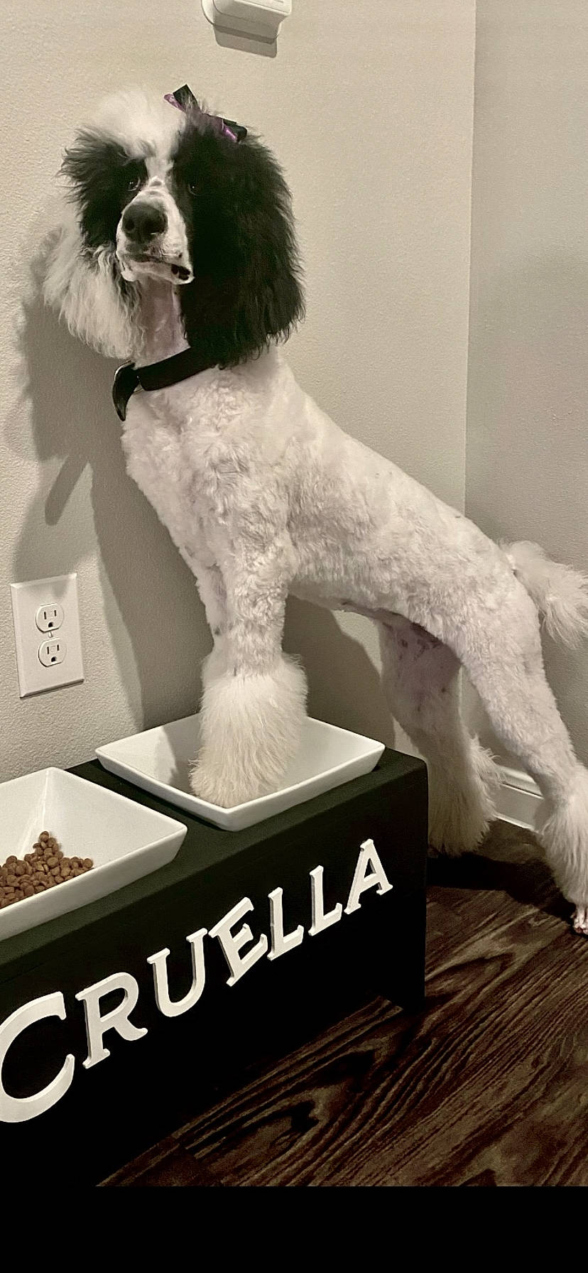 Cruella joined the competition — help win amazing prizes! art, canidae, carnivore, companion_dog, dog, dog_breed, flooring, font, giant_dog_breed, gun_dog, liver, metal, non_sporting_group, pet_supply, snout, sporting_group, terrier, toy_dog, water_dog, working_animal