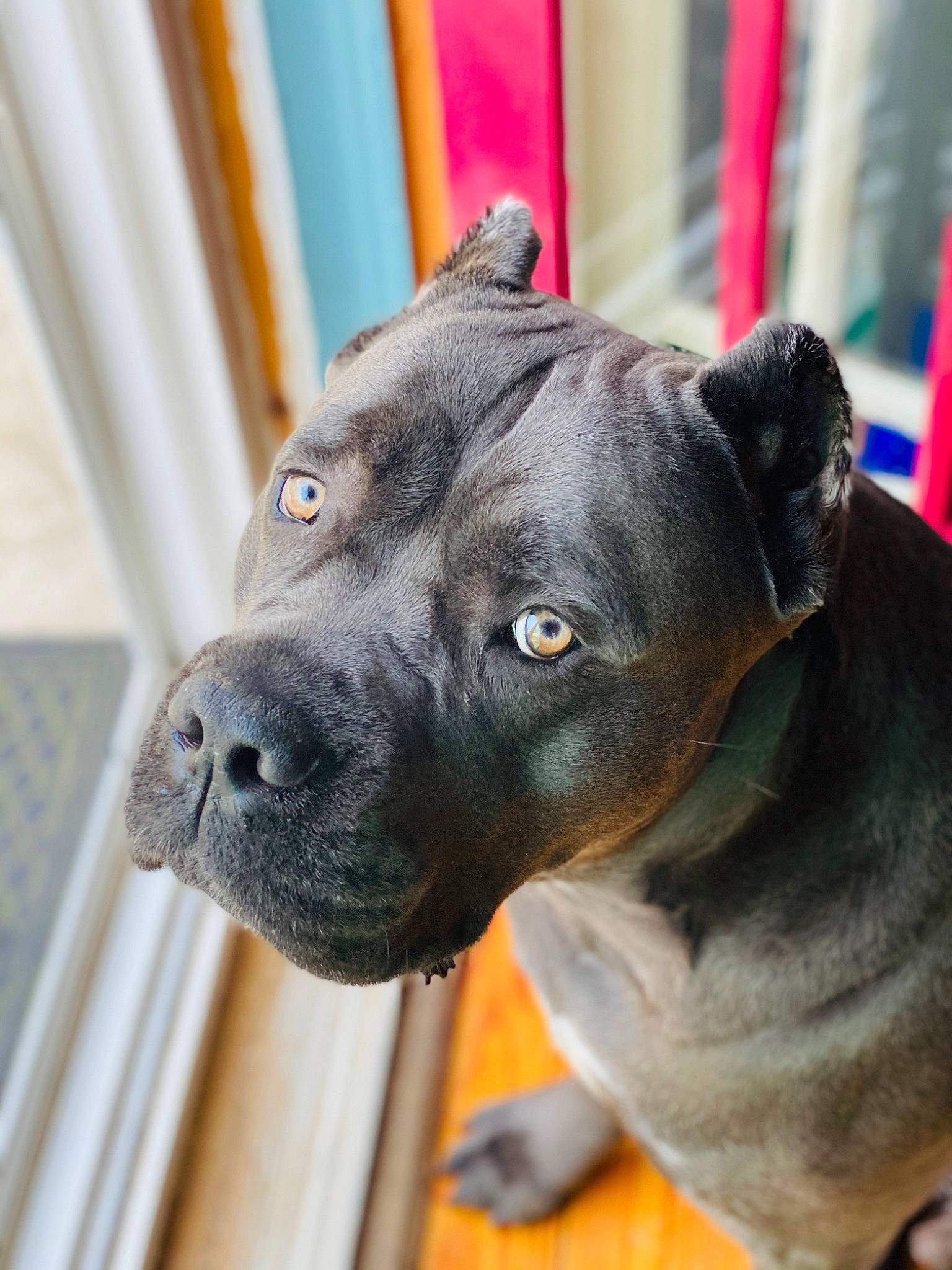 Abel joined the competition — help win amazing prizes! american_pit_bull_terrier, american_staffordshire_terrier, cane_corso, canidae, carnivore, dog, dog_breed, fawn, mammal, molosser, non_sporting_group, perro_de_presa_canario, pit_bull, puppy, skin, snout, sporting_group, staffordshire_bull_terrier, vertebrate, whiskers