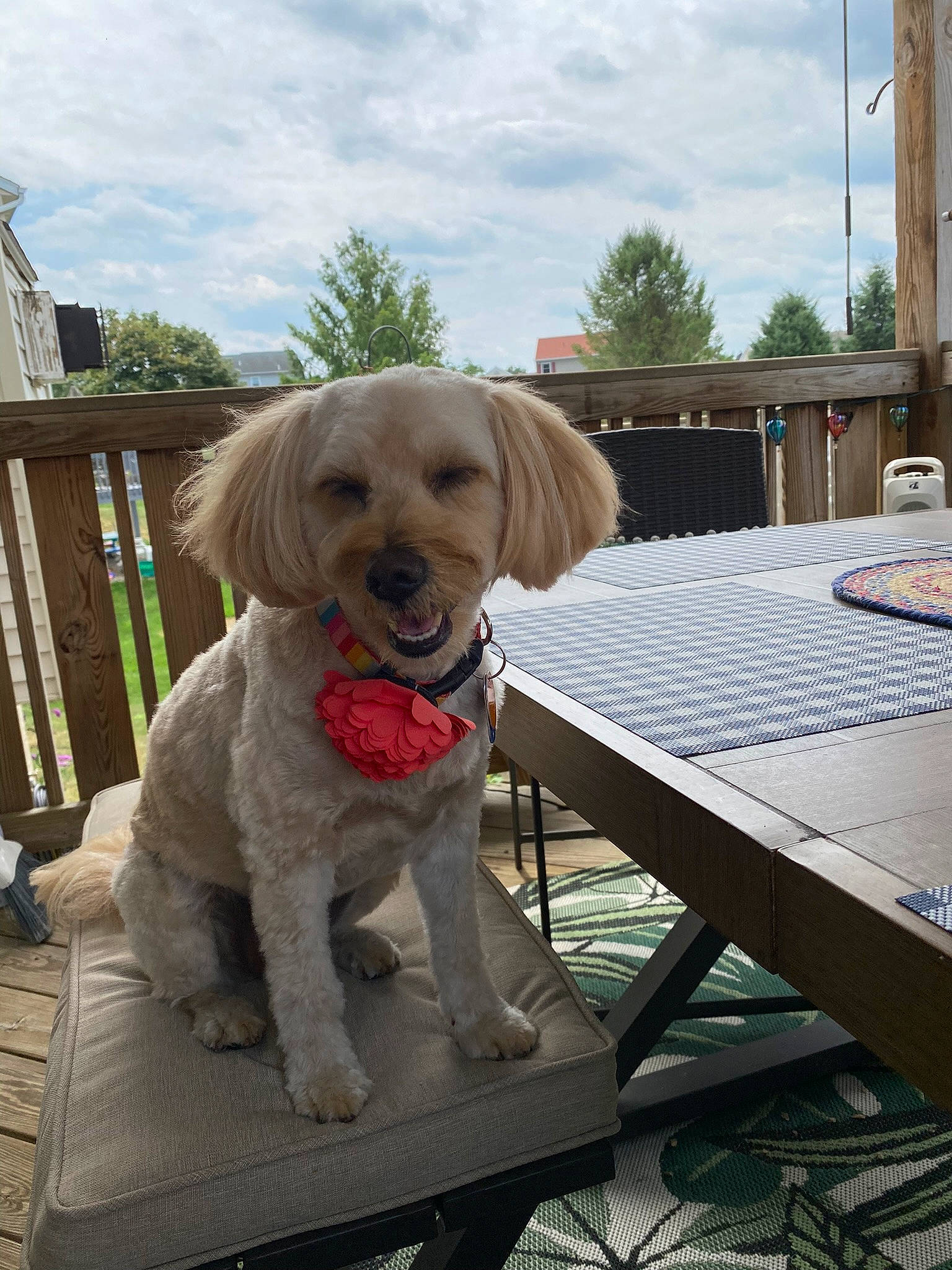 Coco joined the competition — help win amazing prizes! canidae, carnivore, cloud, collar, companion_dog, dog, dog_breed, dog_collar, dog_supply, fawn, outdoor_furniture, pet_supply, recreation, sky, sporting_group, table, terrier, toy_dog, tree, wood