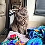 Ash joined the competition — help win amazing prizes! cat, gray_cat, fluffy_fur, indoor, blanket, colorful_blanket, couch, furniture, window, curtain, soft_light, cozy, pet, animal, relaxed, sitting, portrait, home, domestic, calm