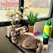 Ash joined the competition — help win amazing prizes! cat, cozy, decor, domestic_animal, flowers, fluffy, furniture, gray_cat, green_plant, home, indoor, natural_light, pet, plant, relaxed, screen, table, vase, water_bottle, window