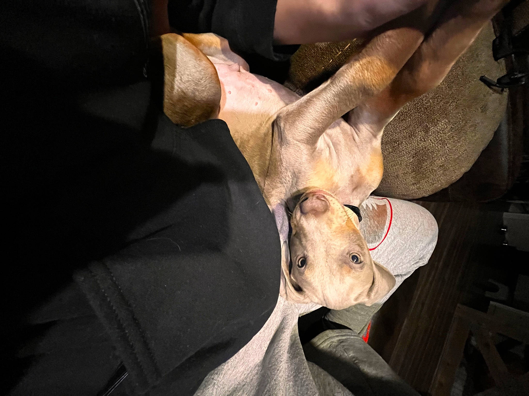 Jaxx joined the competition — help win amazing prizes! canidae, carnivore, dog, dog_breed, ear, event, eye, fawn, foot, fur, gesture, human_body, human_leg, jaw, snout, sporting_group, thigh, whiskers, working_animal, wrist