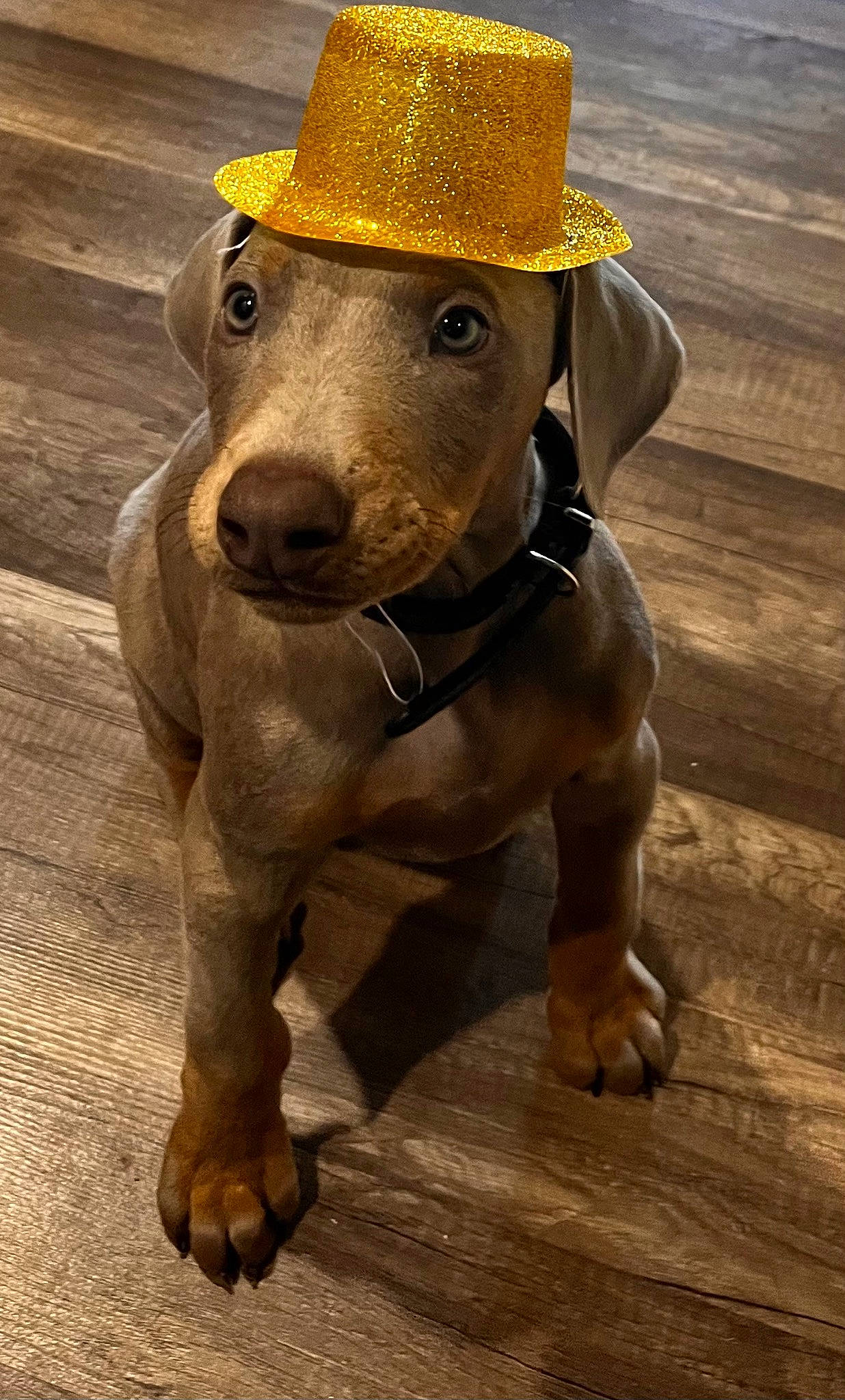 Jaxx is registered to the contest to win money with this photo: canidae, carnivore, companion_dog, costume_hat, cowboy_hat, dog, dog_breed, fashion_accessory, fawn, hat, liver, pet_supply, sculpture, snout, sporting_group, sun_hat, terrestrial_animal, whiskers, wood, working_animal