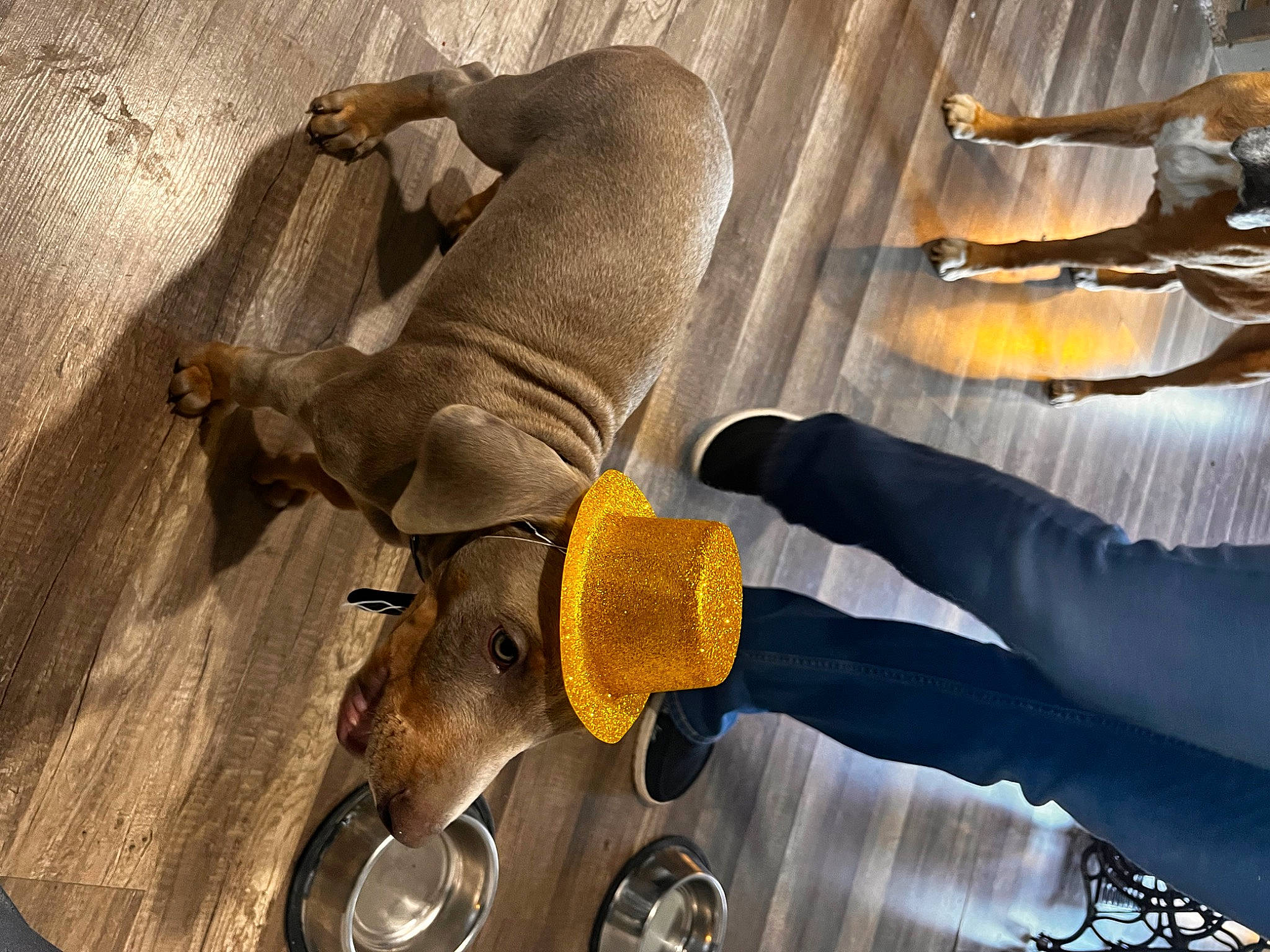 Jaxx is registered to the contest to win money with this photo: art, bull, ceiling, flooring, gesture, glove, hat, human_leg, knee, metal, personal_protective_equipment, physical_fitness, room, visual_arts, wood, working_animal, wrist