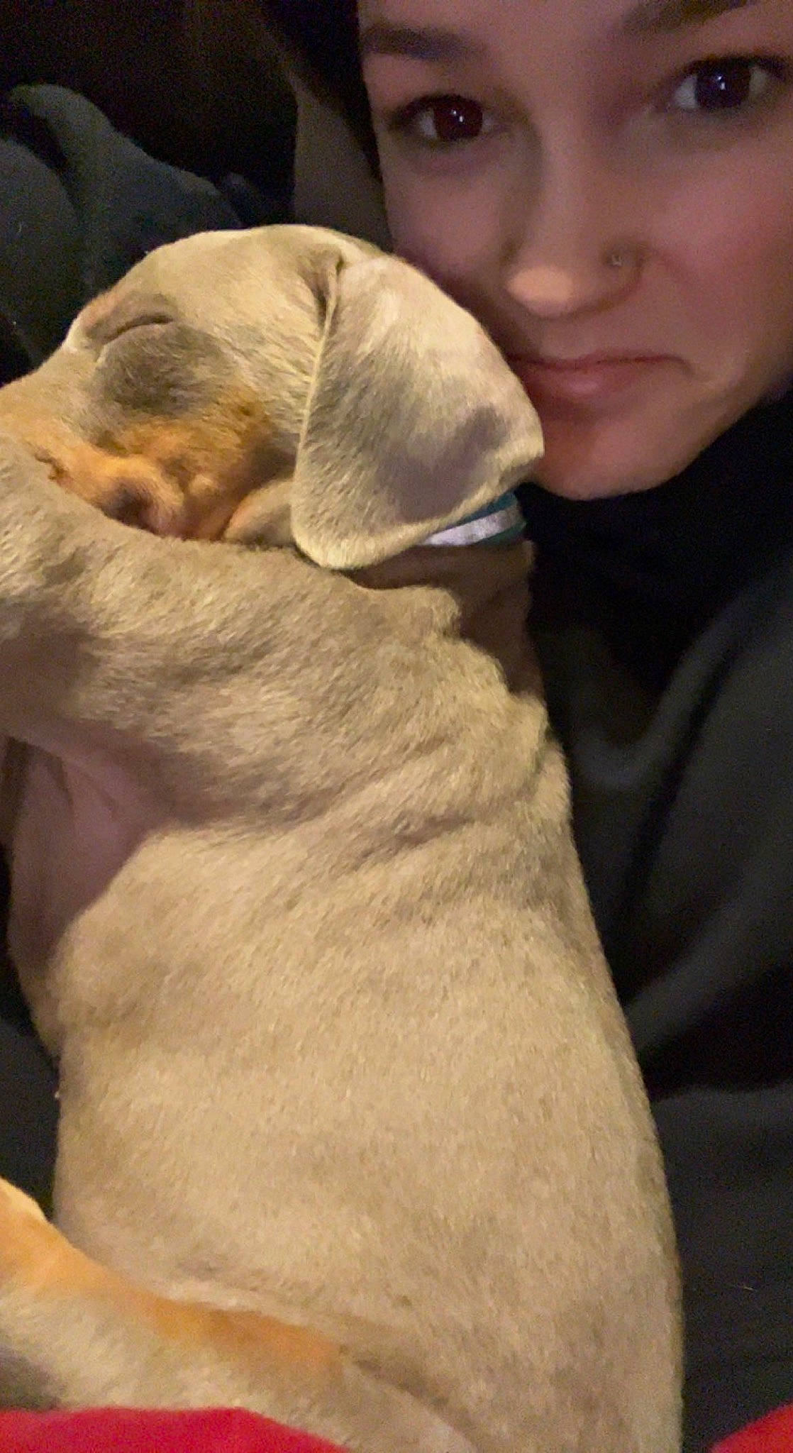 Jaxx is registered to the contest to win money with this photo: canidae, carnivore, comfort, companion_dog, dog, dog_breed, ear, eyelash, fawn, fur, gesture, happy, nap, nose, snout, sporting_group, tail, whiskers, working_animal, wrinkle