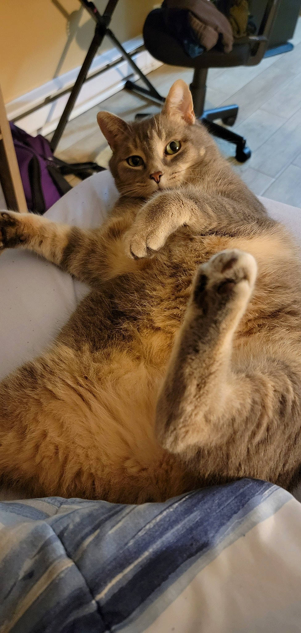 Gabe joined the competition — help win amazing prizes! carnivore, cat, claw, comfort, domestic_short_haired_cat, fawn, felidae, fur, mammal, nap, paw, sitting, small_to_medium_sized_cats, snout, tail, terrestrial_animal, vertebrate, whiskers, wildlife