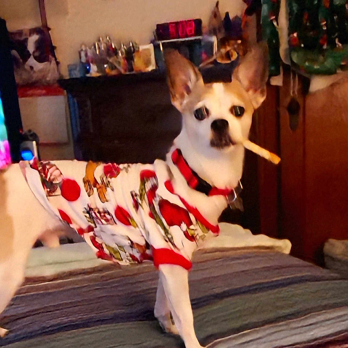 Hickup is registered to the contest to win money with this photo: bed, blanket, canine, collar, cozy, decor, digital_clock, dog, dreamcatcher, furniture, indoor, mouth, pajamas, pet, small_dog, standing, striped_bedspread, treat, wall_art, wooden_furniture