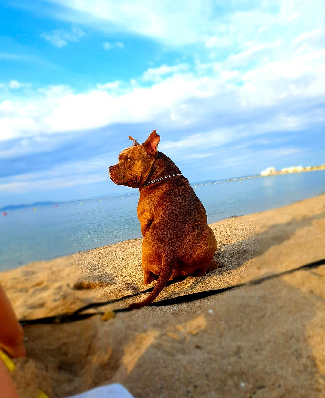 Maïlo a rejoint le concours — aidez-le/la à gagner de superbes lots ! beach, calm, carnivore, cloud, coast, companion_dog, dog, dog_breed, fawn, horizon, landscape, ocean, rock, sand, shore, sky, sporting_group, tail, water, wood