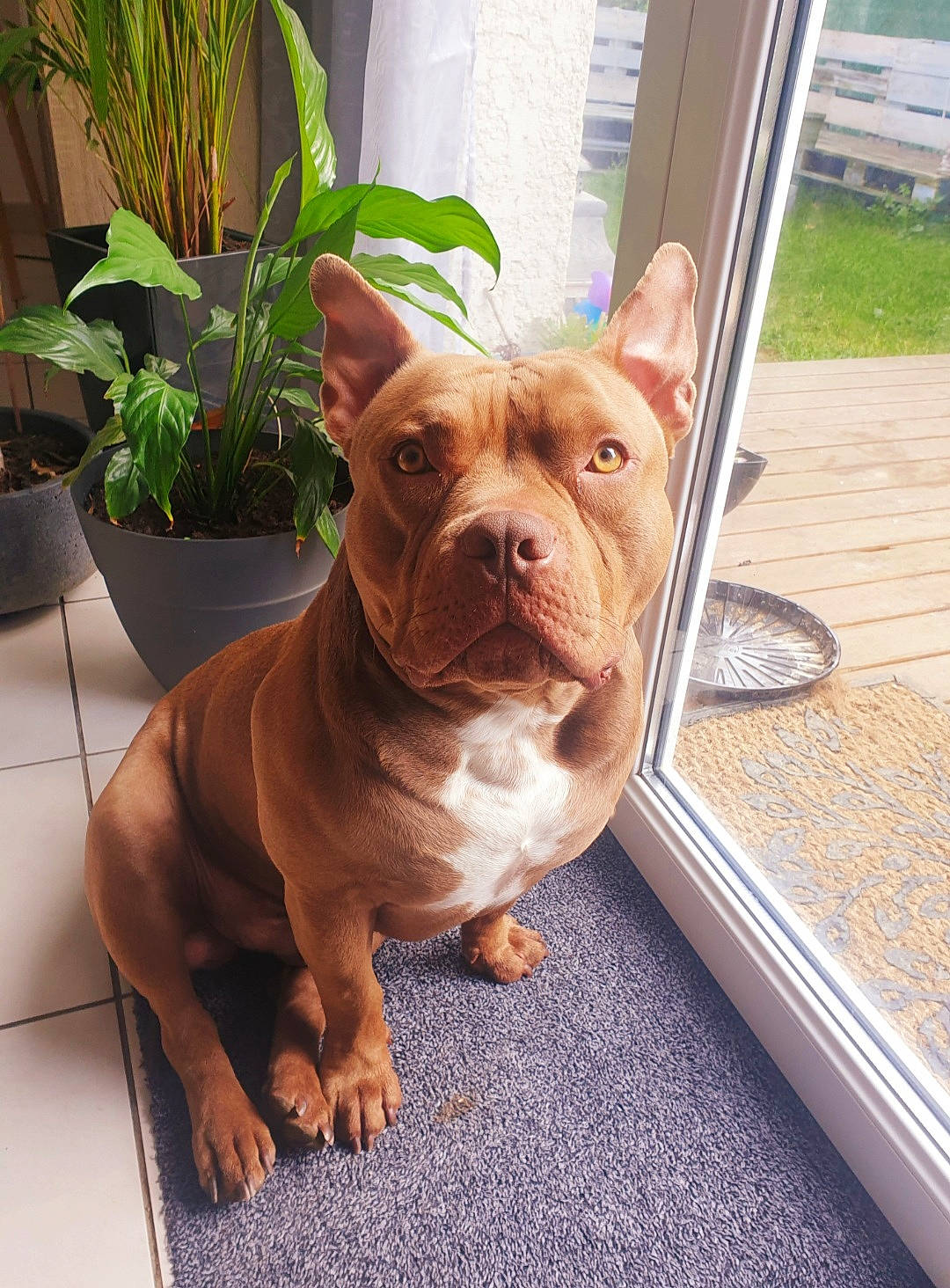 Maïlo participe au concours pour gagner de l'argent avec cette photo : bulldog, carnivore, collar, companion_dog, dog, dog_breed, dog_collar, fawn, floor, flooring, flowerpot, grass, houseplant, liver, plant, snout, toy_dog, window, working_animal, wrinkle