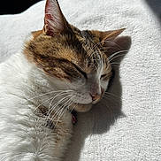 Ikea a rejoint le concours — aidez-le/la à gagner de superbes lots ! cat, sleeping, close_up, whiskers, fur, relaxing, sunlight, indoor, pet, animal, white_background, tabby, cozy, peaceful, nap, soft_texture, domestic_cat, cute, feline, resting