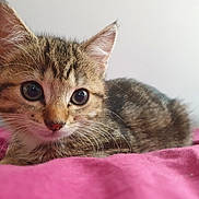 Roxy participe au concours pour gagner de l'argent avec cette photo : kitten, cat, tabby, pet, cute, animal, fur, whiskers, ears, eyes, lying, bed, blanket, indoor, young, small, mammal, sleepy, closeup, adorable